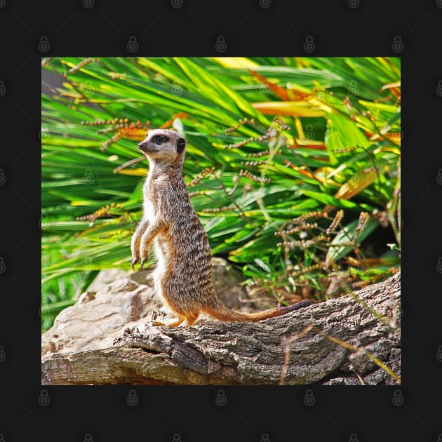 Meerkat by Graz-Photos