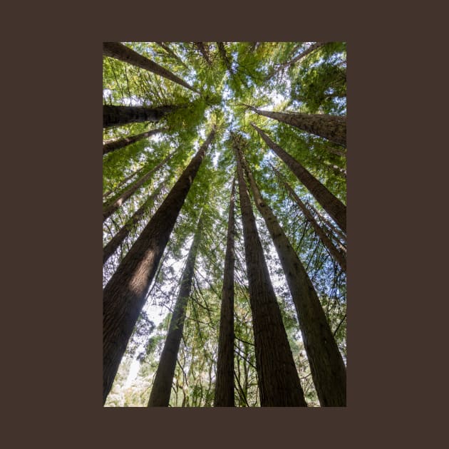 Looking up the tall redwood trees. by sma1050