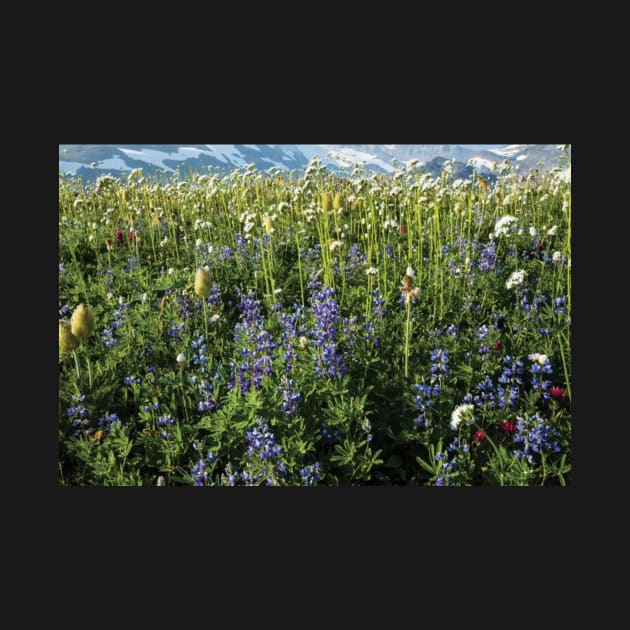 Close Up Of Wildflowers Mount Rainier National Park by HammiltenJohn