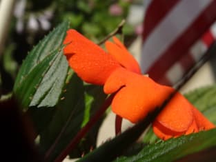 Beautiful photograph of orange flower Magnet