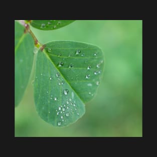 Raindrops on a tiny leaf T-Shirt