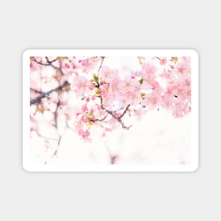 Cherry Blossom Japanese Flowers Photography Magnet
