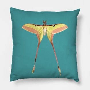 Chinese Moon Moth Male Pillow