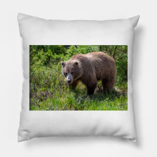 GrizzlyBear in Mradow Pillow