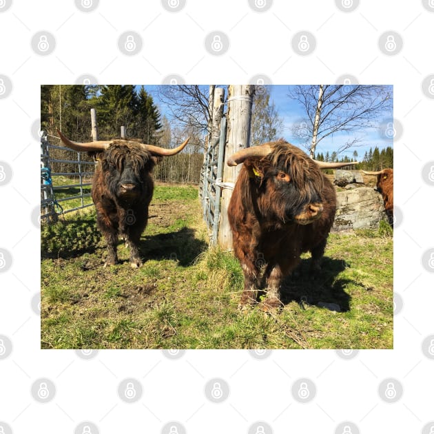Scottish Highland Cattle Bulls 2393 by SaarelaHighland