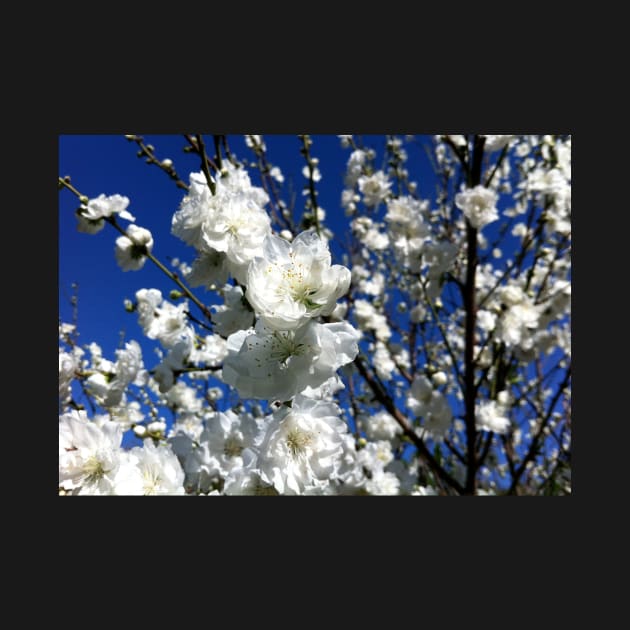 White Plum Blossom by 1Redbublppasswo