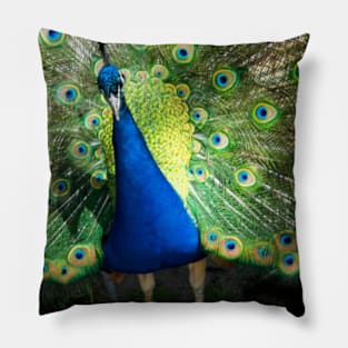 peacock Pillow