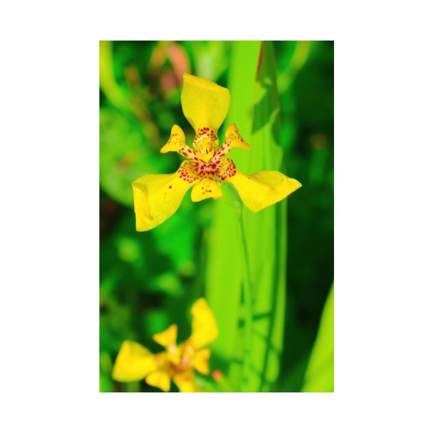 Yellow lily blossom on green background by kall3bu