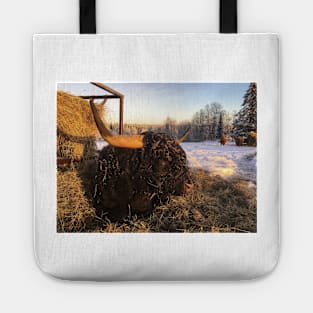 Scottish Highland Cattle Bull 2218 Tote