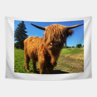 Scottish Highland Cattle Calf 2017 Tapestry