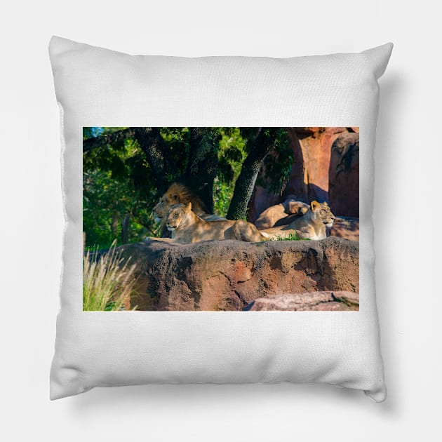 Pride of Lions Pillow by Russell102