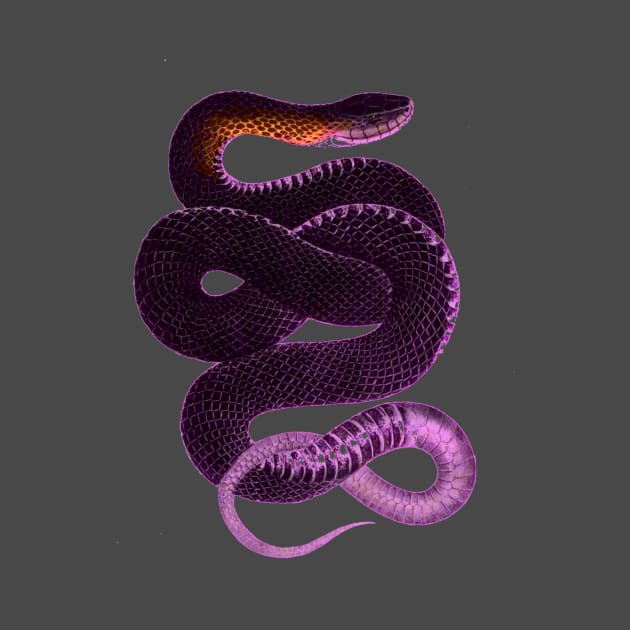 serpent,cobra,reptile,viper,venom,lizard,rattlesnake,king cobra,dragon,hydra,poison,venomous,plumber's snake,pythonidae,pythons,auger,python,squamata,serpentine,worm,big,ophidian,rattlesnakes,medusa,snakebite by vabontchi