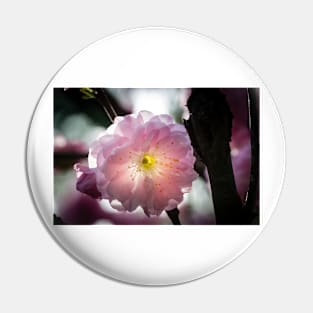 Flowering Almond Close-up Pin