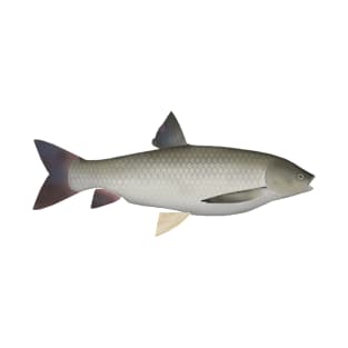 Grass Carp T-Shirt