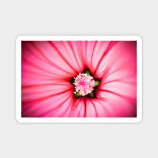 Deep into a malva flower, macro of a pink malva Magnet