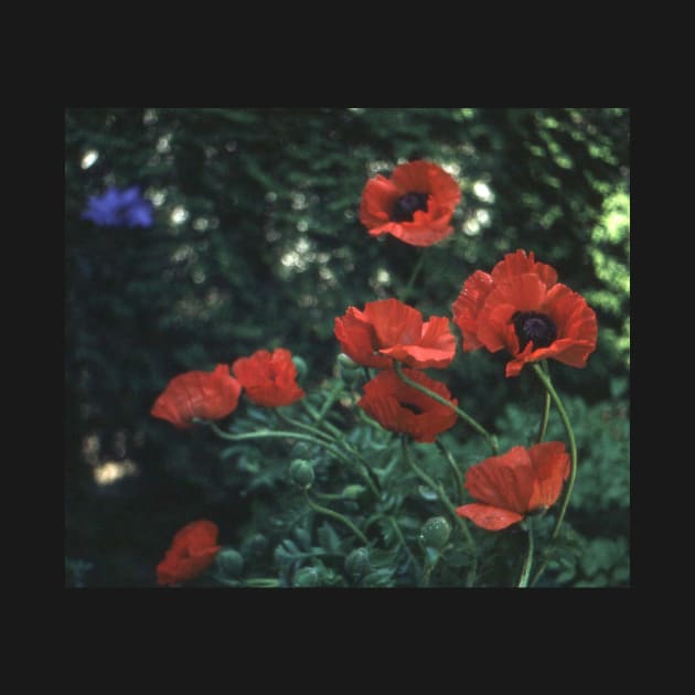 Poppies by robelf