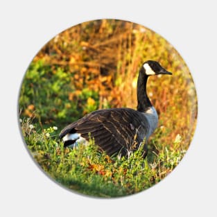 Canada Goose Walking Down A Hill Pin