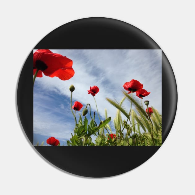 Coquelicots dans le ciel breton Pin by rollier