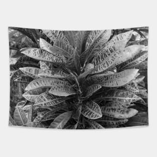 Black and white Crotons Tapestry