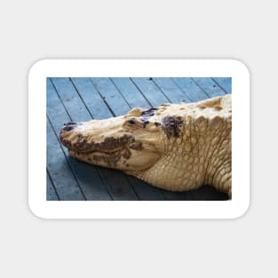 Big Albino Alligator Magnet