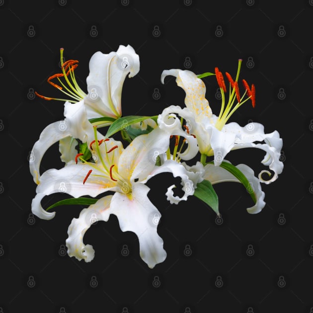 Elegant Casablanca White Oriental Lilies by walkswithnature