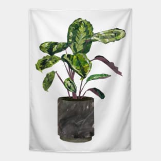 Calathea (prayer plant) Tapestry