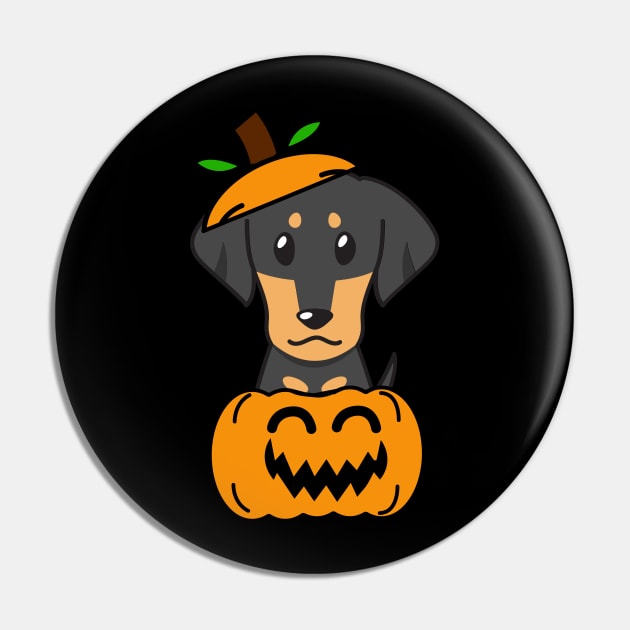 Funny dachshund is in a pumpkin Pin by Pet Station