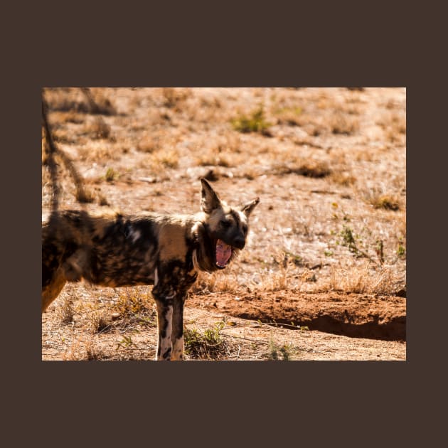 Wild dog by brians101