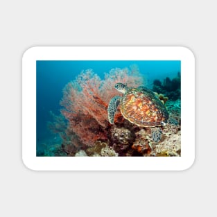 Green sea turtle and gorgonian (C021/6468) Magnet