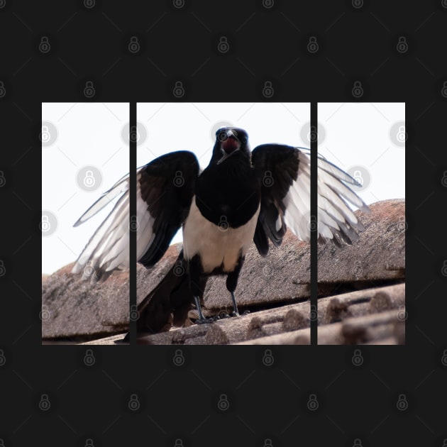 A beautiful black and white eurasian magpie (or Pica pica), with a rare crooked beak, screaming on the tiles of a roof, looking at me with its wings opened. by fabbroni-art