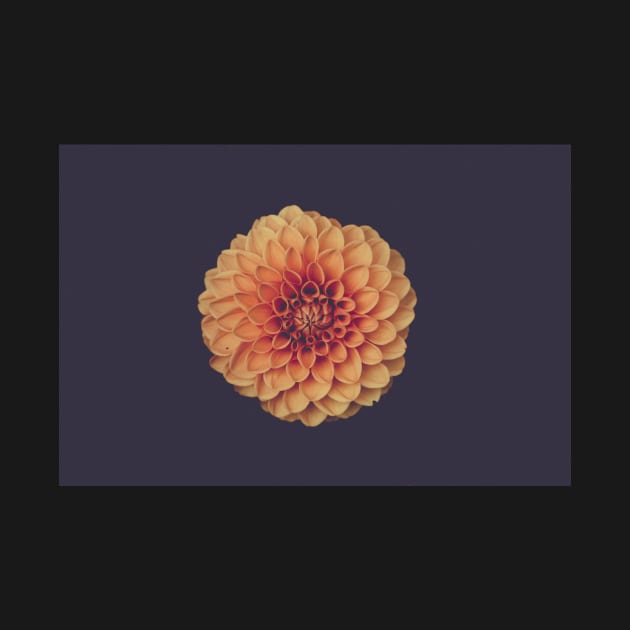 Chrysanthemum Flower by kiramrob