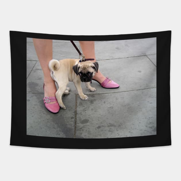 A cute puppy pug between a woman's legs in pink shoes Tapestry by Reinvention