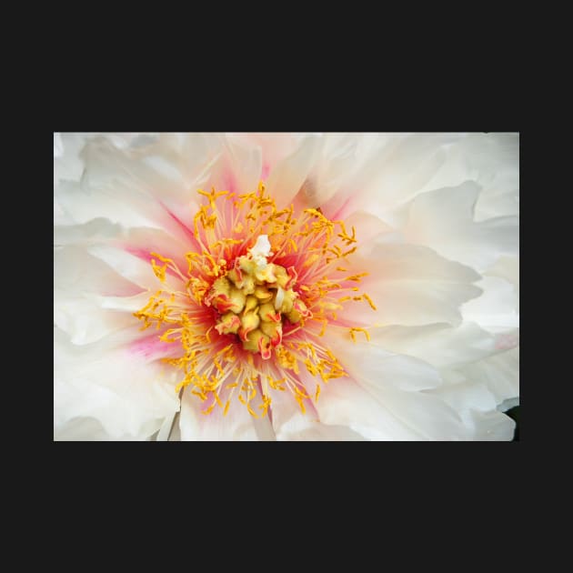 White Peony 2 by WaterGardens