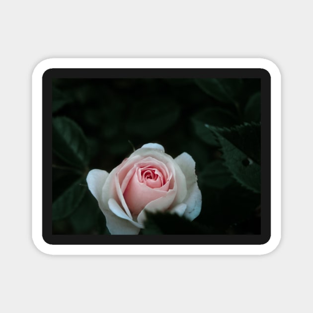 Rose - macro poster Magnet by JuicyJulsy