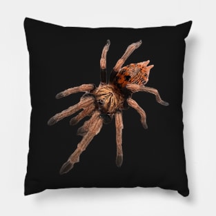 GBB Tarantula Chromatopelma cyaneopubescens Pillow