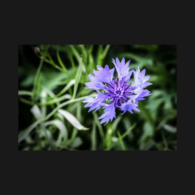 Cornflower Bokeh by Bobbex