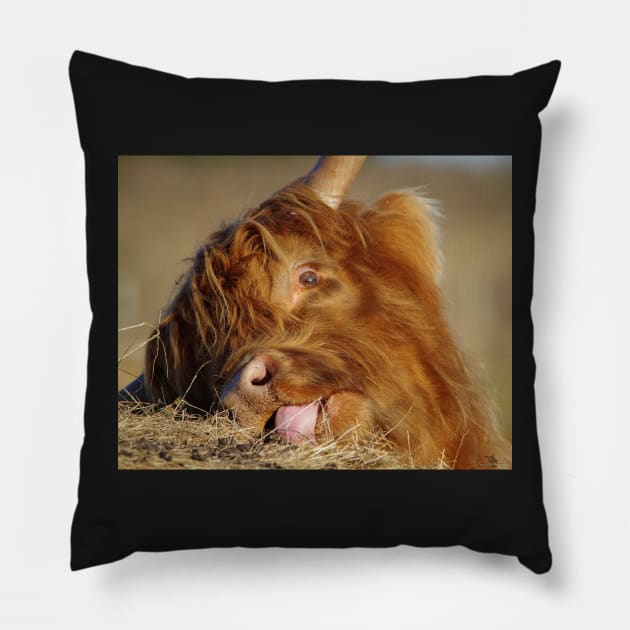 Highland cattle Pillow by Simon-dell