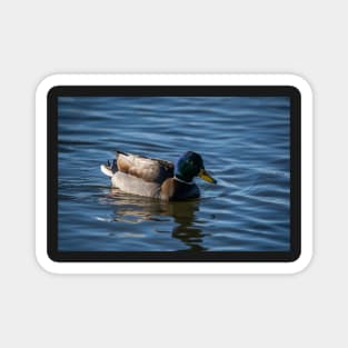 Vibrant Mallard Duck on Calm Waters Magnet