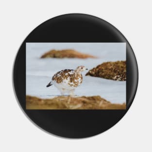 Ptarmigan Pin