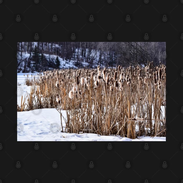 Bull Rushes in Winter. by CanadianWild418