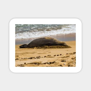 Hawaiian monk seal Magnet