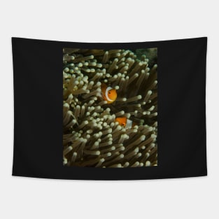 A Pair of Anemonefish Tapestry