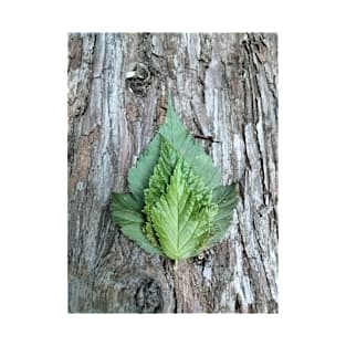 Leaves on Redwood bark T-Shirt