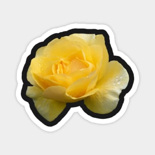 Pretty Yellow Rose with Raindrops Magnet