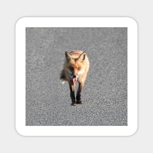 Red Fox, Wildlife Gifts, Wild Animals Magnet