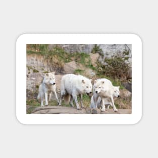 A pack of Arctic Wolves Magnet