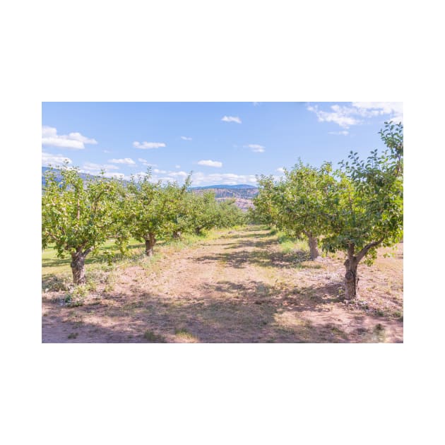 Okanagan Valley Apple Orchard Summer by Amy-K-Mitchell