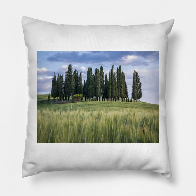 Group of cypress trees in Tuscan landscape Pillow by Dolfilms