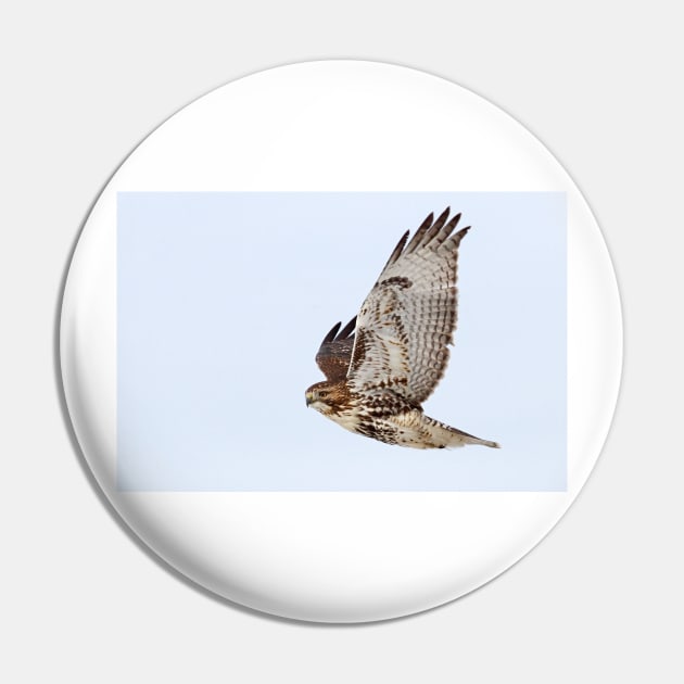 Red-tailed Hawk Pin by Jim Cumming