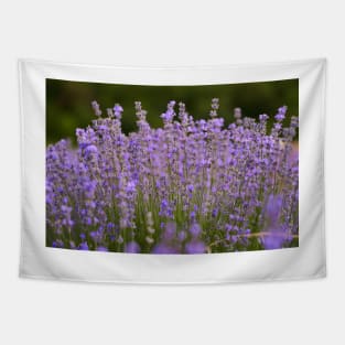 Lavender flowers closeup Tapestry